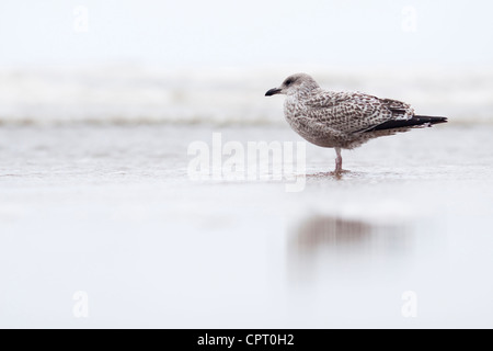 Juvenile Silbermöwe Stockfoto
