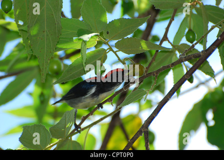 schöne männliche Scalet Flowerpecker (Dicaeum Cruentatum) Verzehr von Obst Stockfoto