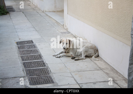 Hund auf den Straßen von Athen, Griechenland. Stockfoto