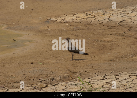 schöne orientalische Brachschwalbe (Glareola Maldivarum) im Bereich der Dürre Stockfoto