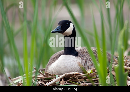 Kanada-Gans am Nest - Cheam See Feuchtgebiete - Fraser Valley in der Nähe von Chilliwack, Britisch-Kolumbien, Kanada Stockfoto