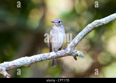 schöne asiatische braune Fliegenfänger (Muscicapa Dauurica) stehend auf Ast Stockfoto