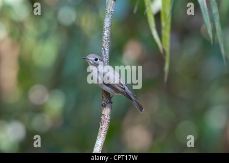 schöne asiatische braune Fliegenfänger (Muscicapa Dauurica) stehend auf Ast Stockfoto