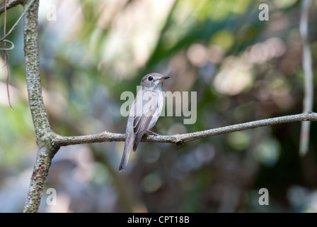 schöne asiatische braune Fliegenfänger (Muscicapa Dauurica) stehend auf Ast Stockfoto