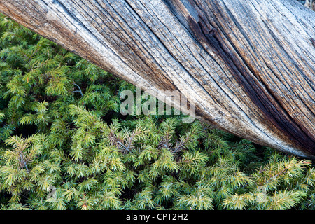 Baum Rinde Muster - Rocky Mountain Nationalpark - Estes Park, Colorado USA Stockfoto