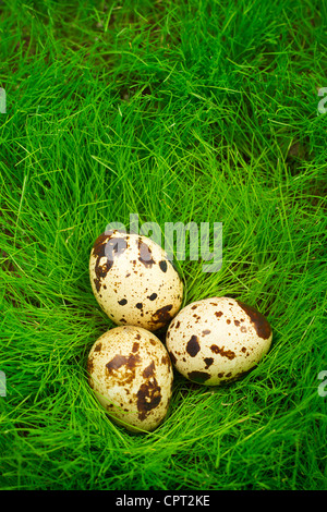 Wachtel Ostereier auf der Wiese Stockfoto
