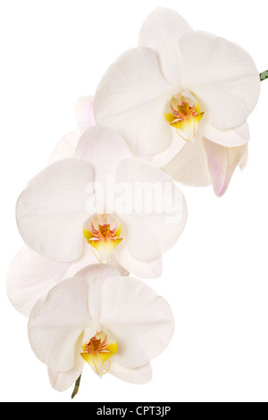 Nahaufnahme des weißen Orchideen auf weißem Hintergrund Stockfoto