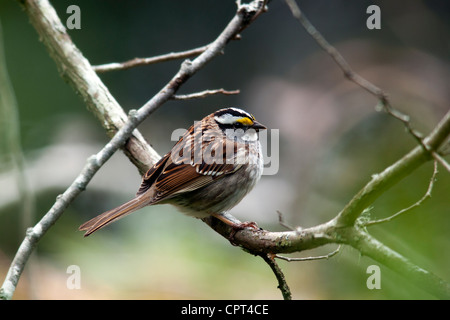 Weiß – Throated Spatz - Schmugglers Cove Provincial Park - Halfmoon Bay - Sunshine Coast, British Columbia, Kanada Stockfoto