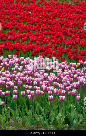 Tulpen - Seabird Island - in der Nähe von Agassiz, British Columbia, Kanada Stockfoto