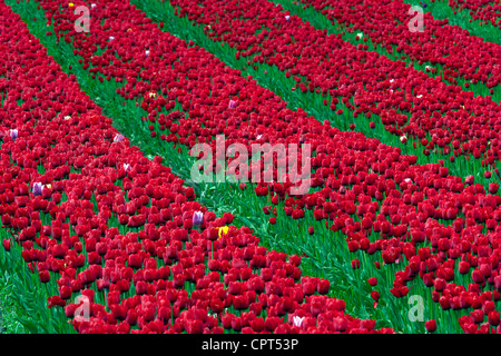 Tulpen - Seabird Island - in der Nähe von Agassiz, British Columbia, Kanada Stockfoto