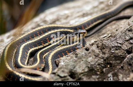 Strumpfband-Schlange - Schmugglers Cove Provincial Park - Halfmoon Bay - Sunshine Coast, British Columbia, Kanada Stockfoto