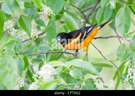 Baltimore Oriole Bird songbird hoch oben in der schwarzen Kirschbaumblüte blüht Stockfoto