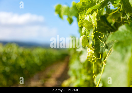 Angelo GAJA, einem berühmten italienischen Wein-Grower., helle grüne Weinblatt. Stockfoto