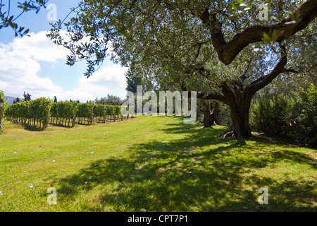 Angelo GAJA, einem berühmten italienischen Wein-Grower., Olivenhaine und Weinberge. Stockfoto