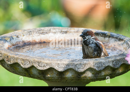 Haussperling in einem Birdbath waschen. Großbritannien Stockfoto