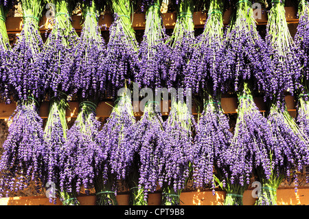 Bündel von Lavendel hing zum Trocknen in die Sonne Stockfoto