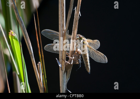 Vier-spotted Chaser Libelle, Libellula Quadrimaculata schlüpfen aus Exuviae, Rye Harbour Nature Reserve, Sussex, UK Stockfoto