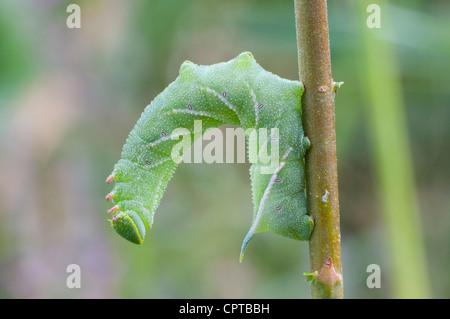 Raupe des Eyed Hawk Moth auf Stamm der Weide zeigt ausgezeichnete Details. RSPB Dungeness, Kent, UK Stockfoto