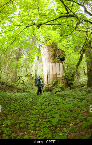 Frau bewundern große Zeder im Wald, Chilliwack River Valley, North Cascades National Park, WA, USA Stockfoto