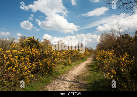 Frühling auf Greenham Common, in der Nähe von Newbury, Berkshire, Großbritannien Stockfoto