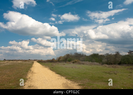 Frühling auf Greenham Common, in der Nähe von Newbury, Berkshire, Großbritannien Stockfoto