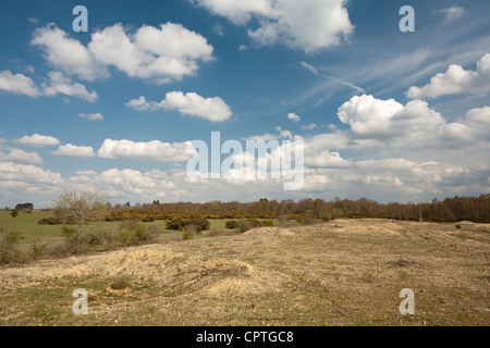 Frühling auf Greenham Common, in der Nähe von Newbury, Berkshire, Großbritannien Stockfoto