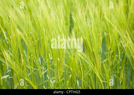 Grüne Gerste Anbau im Bereich hautnah Stockfoto