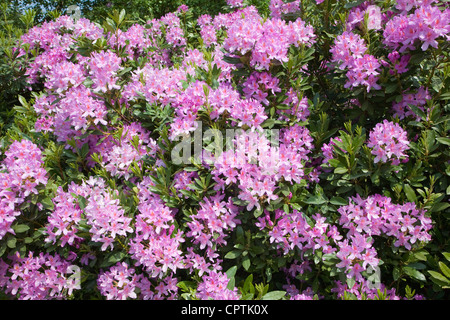 Lila Rhododendron Blüten wachsen wild auf Sutton Heath, Suffolk, England Stockfoto