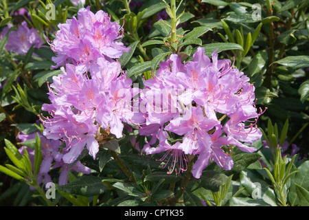 Lila Rhododendron Blüten wachsen wild auf Sutton Heath, Suffolk, England Stockfoto