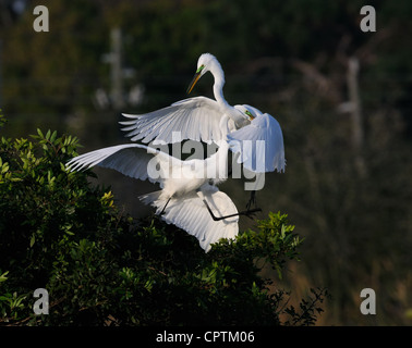 Silberreiher, Ardea Alba Liebe machen auf Vegetation, Sträucher und Bäume auf der Venedig-Kolonie in der Nähe von Venedig in Florida, USA Stockfoto