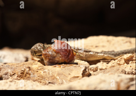 Mauereidechse Essen Beere von Palme Stockfoto