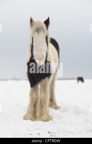 Winter Schnee kommt zur Halbinsel Hoo Kent England. Das vorgeschlagene vierte London Airport aus den Augen. Stockfoto