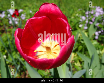Innenseite der rote Tulpe Stockfoto