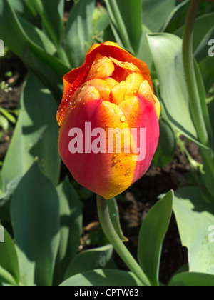 Glühende Feder Tulpe nach Regenschauer, die Gärten von Polesden Stockfoto