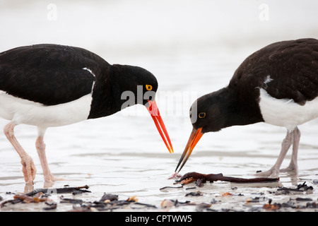 Magellanic Austernfischer (Haematopus Leucopodus) Erwachsenen Fütterung einen frisch gefangenen Wurm darauf gewachsen fast Küken Stockfoto