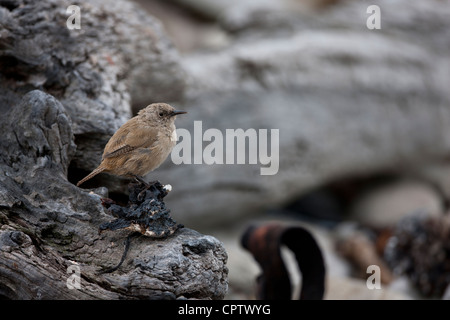 Haus Zaunkönig (Troglodytes Aedon Cobbi), Cobb Unterart auf Kadaver Insel auf den Falklandinseln. Stockfoto