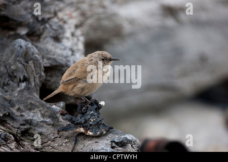 Haus Zaunkönig (Troglodytes Aedon Cobbi), Cobb Unterart auf Kadaver Insel auf den Falklandinseln. Stockfoto