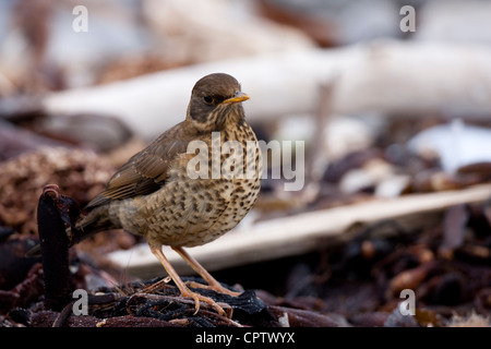 Austral-Drossel (Turdus Falcklandii Falcklandii), Falkland Unterart, juvenile Futtersuche auf Kadaver Insel auf den Falklandinseln. Stockfoto