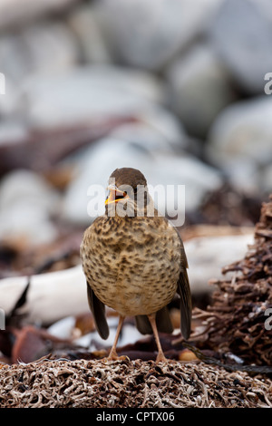 Austral-Drossel (Turdus Falcklandii Falcklandii), Falkland Unterart, juvenile Futtersuche auf Kadaver Insel auf den Falklandinseln. Stockfoto