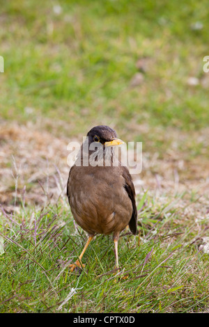 Austral-Drossel (Turdus Falcklandii Falcklandii), Falkland Unterart, Erwachsener Futtersuche auf Kadaver Insel auf den Falklandinseln. Stockfoto