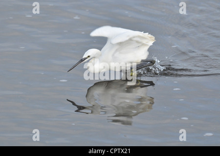 Seidenreiher, Egretta Garzetta, Hayle Mündung, Cornwall, UK Stockfoto