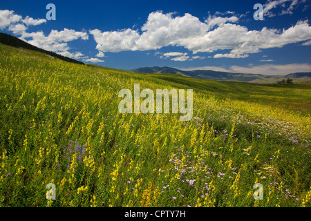 Nationalen Bison Range Wildlife Refuge Rolling Prairie Hänge mit Sommerblumen unter Cumulus-Wolken Stockfoto