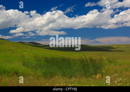 Nationalen Bison Range Wildlife Refuge Rolling Prairie Hänge mit Sommerblumen unter Cumulus-Wolken Stockfoto