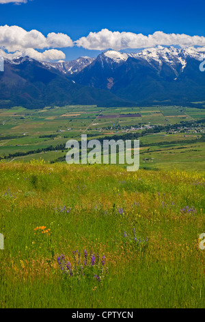 Nationalen Bison Range Wildlife Refuge Rolling Prairie Hänge mit Sommerblumen unter Cumulus-Wolken Stockfoto