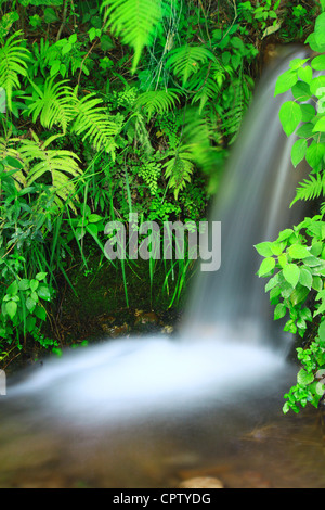 Kleiner Wasserfall im Creek mit grünen Farnen und feinen Regen Waldvegetation. Slow-Motion-Wasser-Effekt. Stockfoto