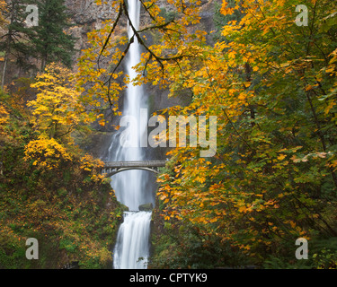 Oregon: Grosses Blatt Ahornbäume im Herbst Farbe rund um Multnomah Falls mit niedrigeren Multnomah Falls unten Stockfoto