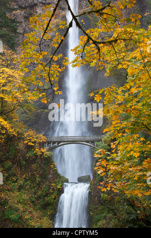 Oregon: Grosses Blatt Ahornbäume im Herbst Farbe rund um Multnomah Falls mit niedrigeren Multnomah Falls unten Stockfoto