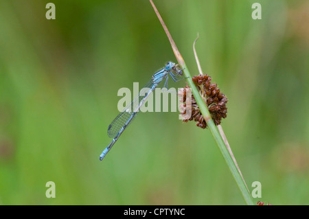 Gemeinsamen Blue Damselfly Beute während auf Grass Stamm Essen Stockfoto