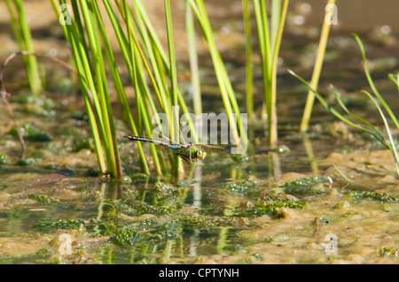 Kaiser-Libelle Tiefflug über Teich während der Suche nach einem Ort zur Eiablage in Teich Stockfoto