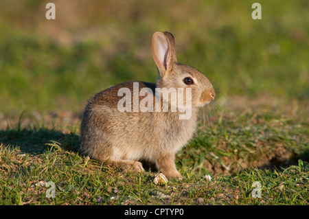 Ein junger Hase sitzt im niedrigen Abendsonne, New Forest, Hampshire, England, UK Stockfoto